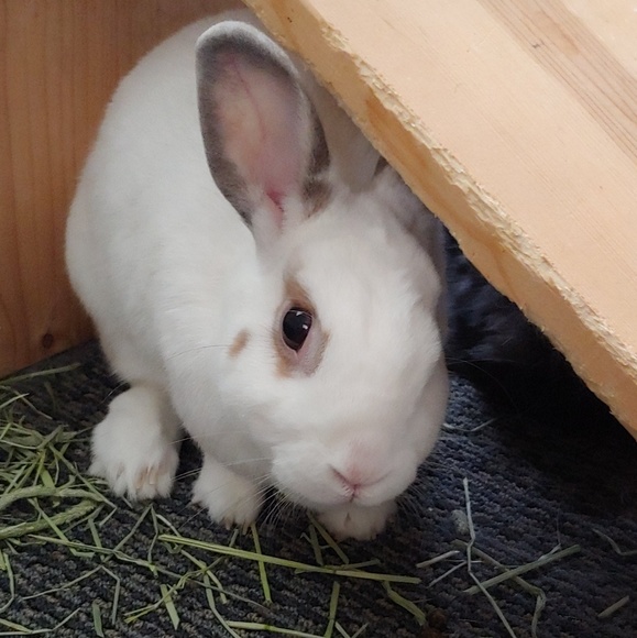 Meet your Posher, A - Picture 1 of 1